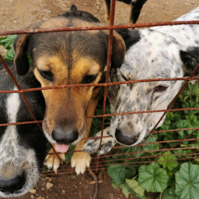 Hunde auffangstation Hunde Auffangstation Griechenland