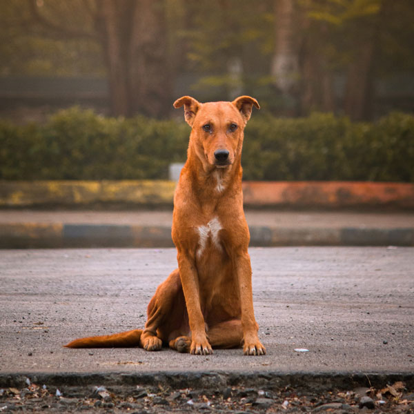 dog_2 Straßenhund in Greichenland