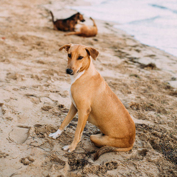 dog_31 griechischer Streuner am Strand