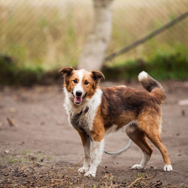 Hund in griechischer Auffangstation